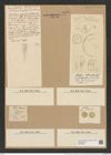 Coscinodiscus nodulifer var. apiculatus Rattr. (de-Toni-Nr.: Genus 202, Species 4981) Zeichnungen Sammlung Grunow Nr. 8596 (NHMW-BOT-W0378252)